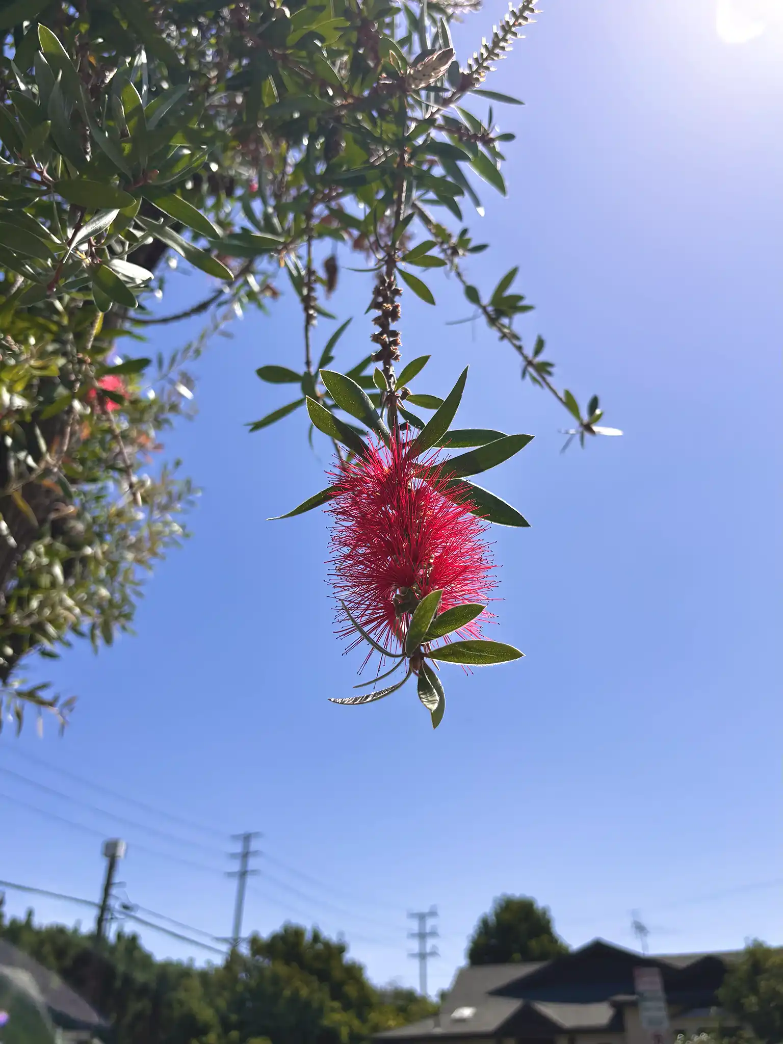 Melalueca tree, 2026